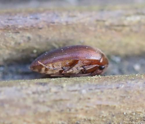 Nycteus meridionalis